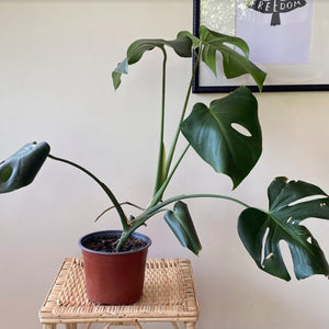 Monstera M