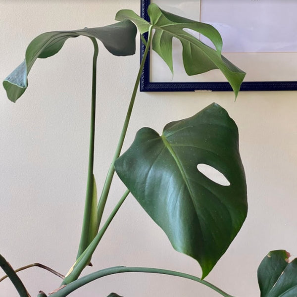 Monstera M